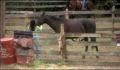 dr dolittle 3-avi_548.jpg